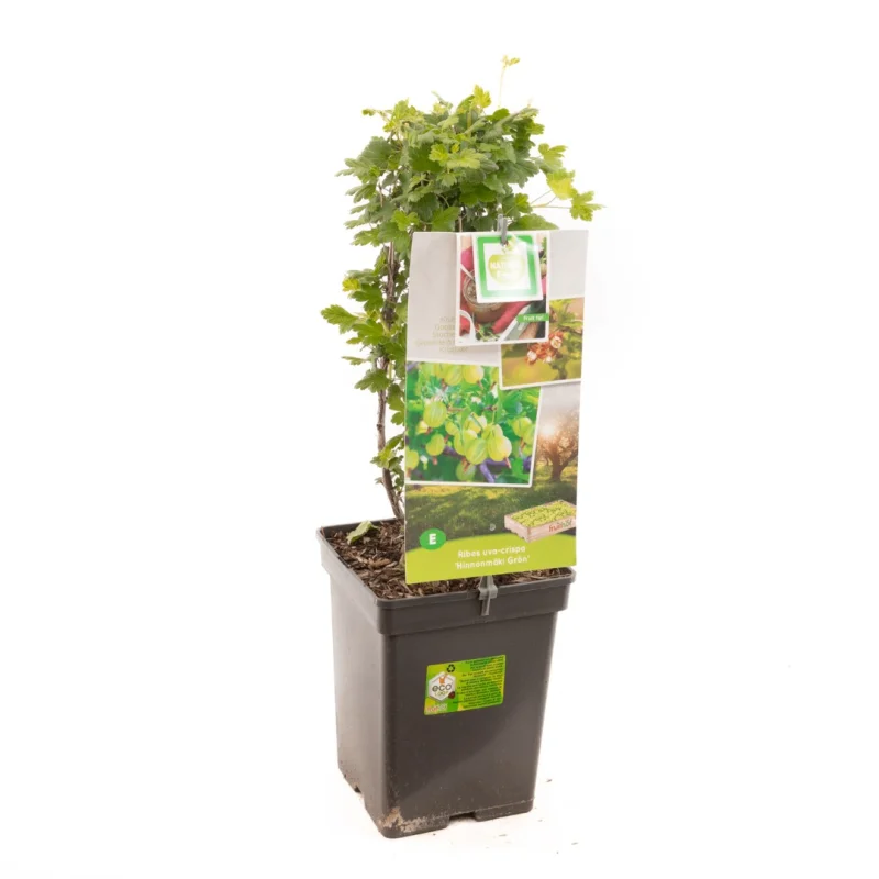 Hinnonmäkii Grön (Groene Kruisbes)-2