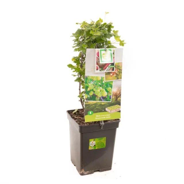 Groene Kruisbes (Hinnonmäkii Grön)