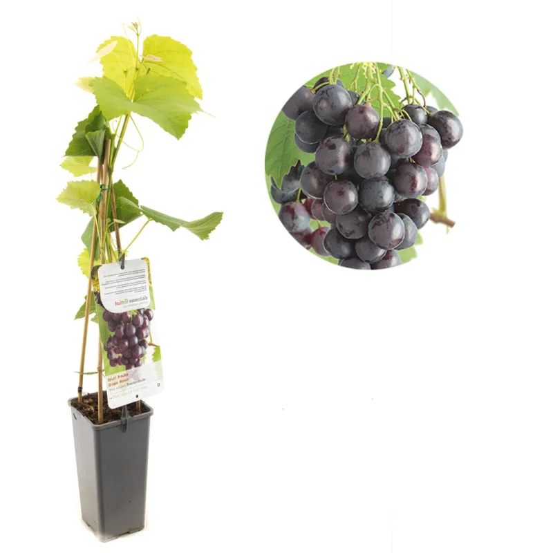 Vitis Boskoop Glorie (Blauwe Druif)