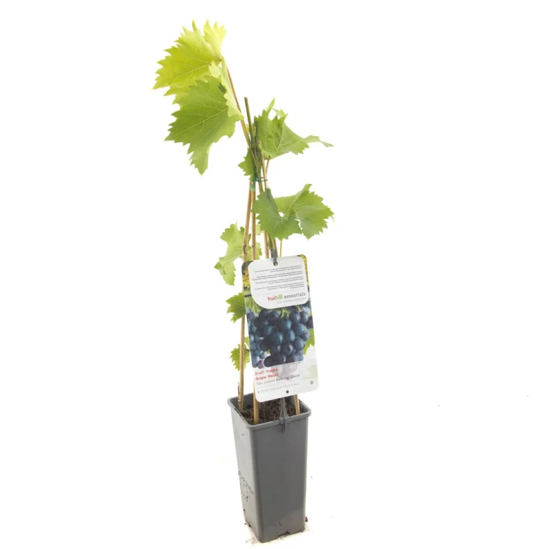 Vitis Boskoop Glorie (Blauwe Druif)-2