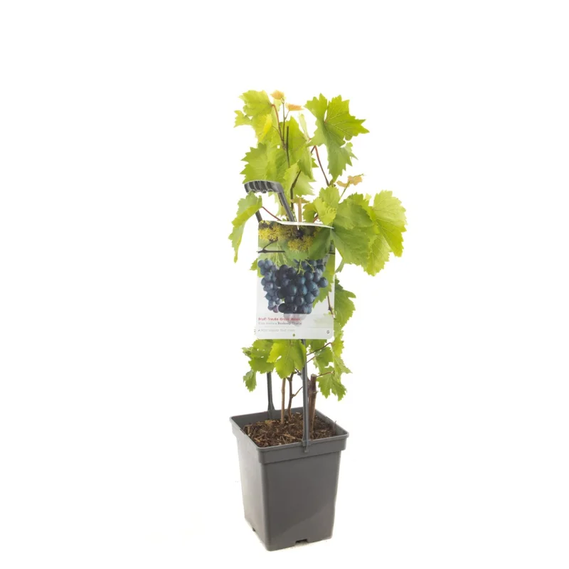 Vitis Boskoop Glorie (Blauwe Druif)-3