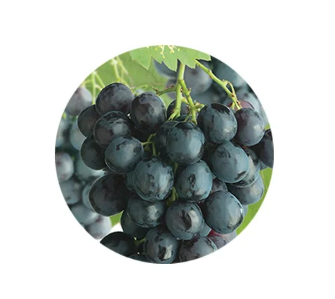 Vitis Boskoop Glorie (Blauwe Druif)-4