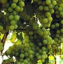Witte Druif (Vitis Witte van der Laan) Witte Druif (Vitis Witte van der Laan)