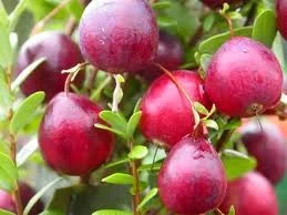 Cranberry (Vaccinium Macrocarpon Pilgrim)