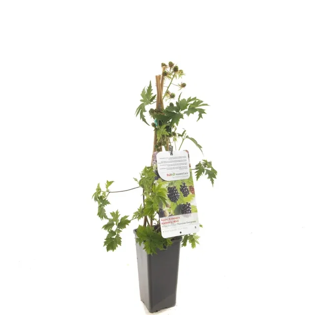 Doornloze Braam (Rubus Fruticosus Thornless Evergreen)