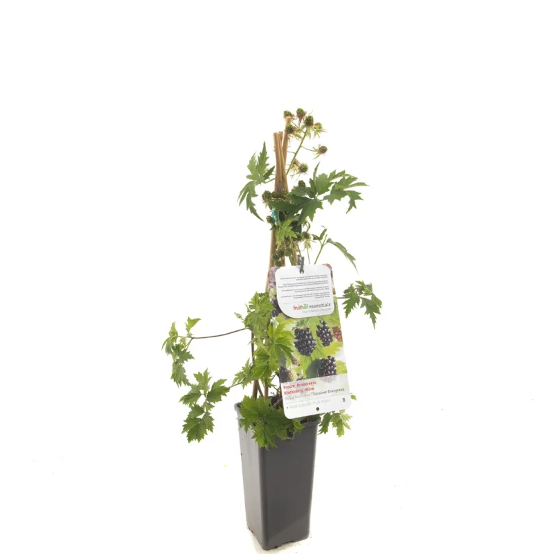 Doornloze Braam (Rubus Fruticosus Thornless Evergreen)