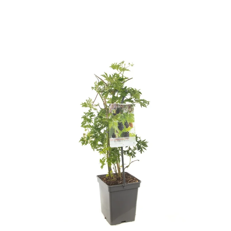 Doornloze Braam (Rubus Fruticosus Thornless Evergreen)-3