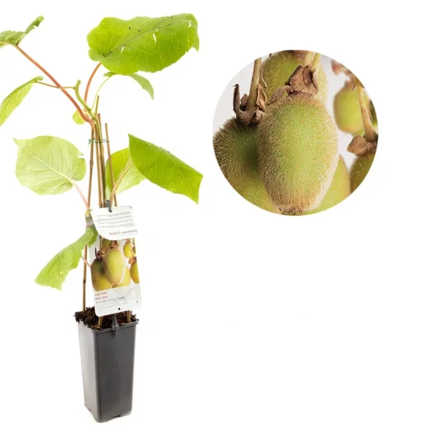 Kiwiplant Zelfbestuivend (Actinidia chinensis Jenny)