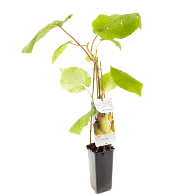 Kiwiplant Zelfbestuivend (Actinidia chinensis Jenny)