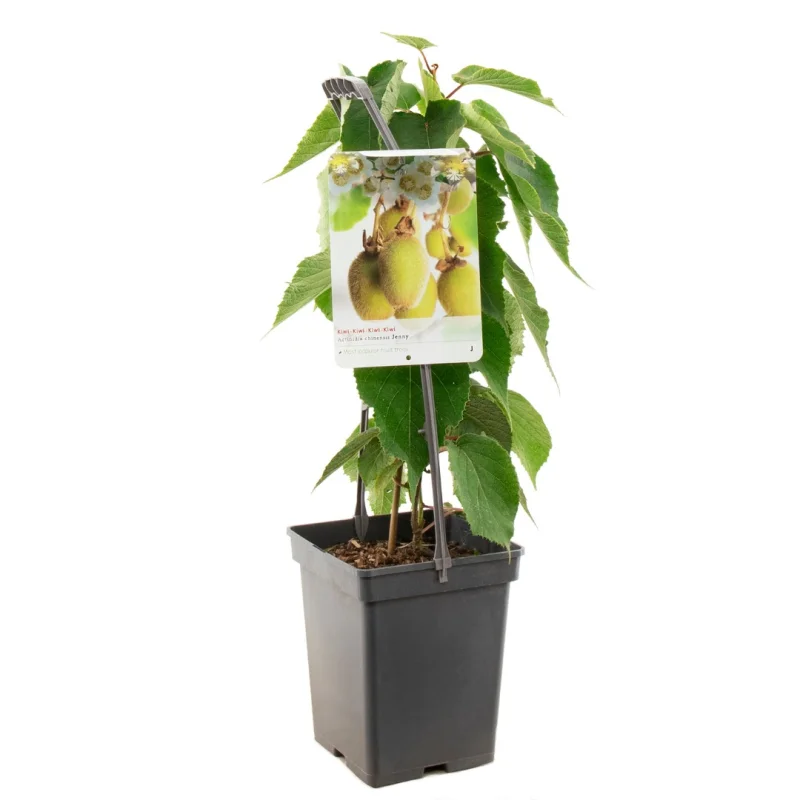 Kiwiplant Zelfbestuivend (Actinidia chinensis Jenny)-3