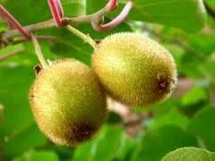 Kiwiplant Zelfbestuivend (Actinidia chinensis Jenny)-4