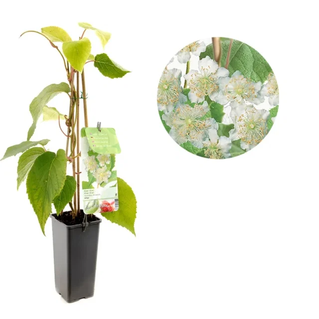 Mannelijke Kiwiplant (Actinidia chinensis Atlas)