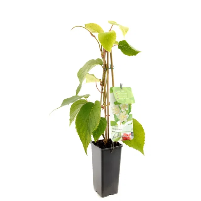 Mannelijke Kiwiplant (Actinidia chinensis Atlas)