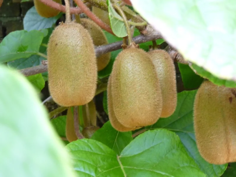 Mannelijke Kiwiplant (Actinidia chinensis Atlas)-3