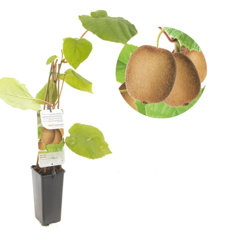 Vrouwelijke Kiwiplant (Actinidia chinensis Hayward)-1