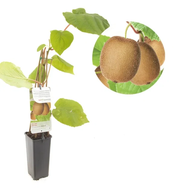 Vrouwelijke Kiwiplant (Actinidia chinensis Hayward)