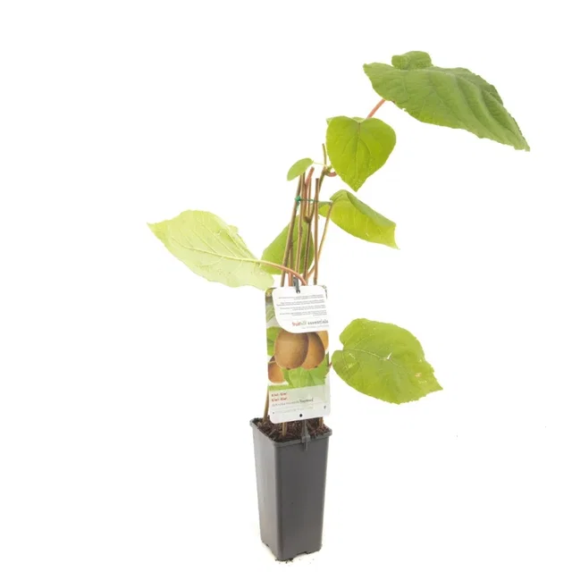 Vrouwelijke Kiwiplant (Actinidia chinensis Hayward)