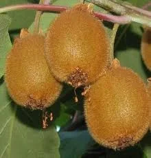 Vrouwelijke Kiwiplant (Actinidia chinensis Hayward)-3