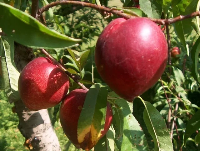 Prunus Persica Nucipersica Mme Blanchet (Nectarineboom)