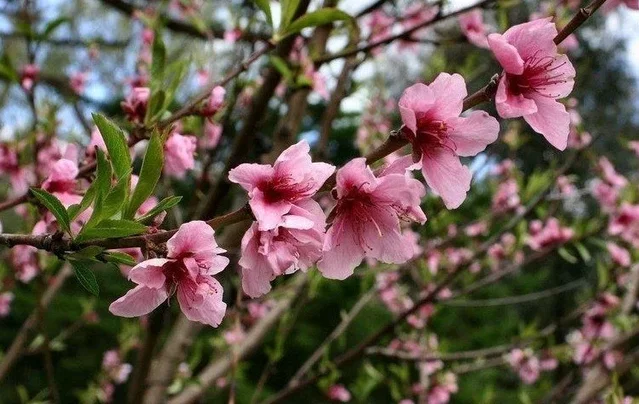 Prunus Persica Nucipersica Mme Blanchet (Nectarineboom)