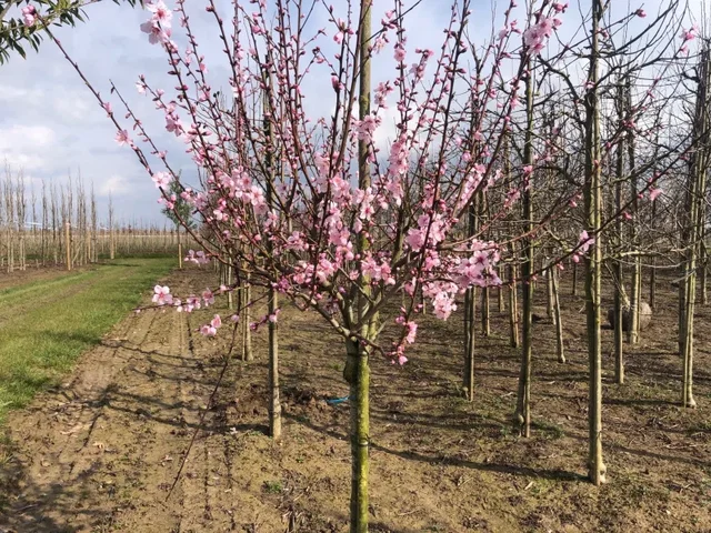 Prunus Dulcis (Amandelboom)