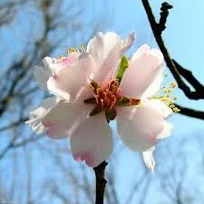 Prunus Dulcis (Amandelboom)