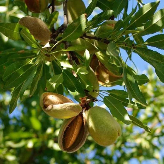 Prunus Dulcis (Amandelboom)-3