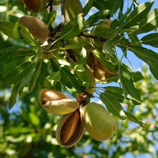 Prunus Dulcis Avijor Halbstamm (Mandelbaum)
