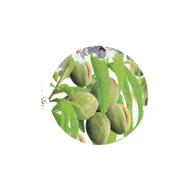 Prunus Dulcis (Amandelboom)-4