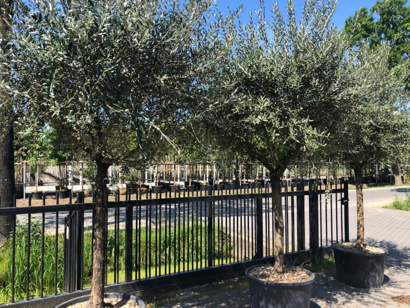 Olea Europea (Olijfboom)-1