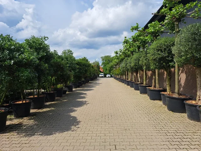 Olea Europea Halbstamm (Olivenbaum)
