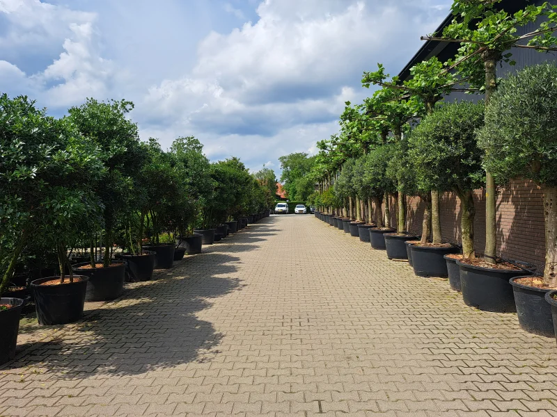 Olea Europea (Olijfboom)