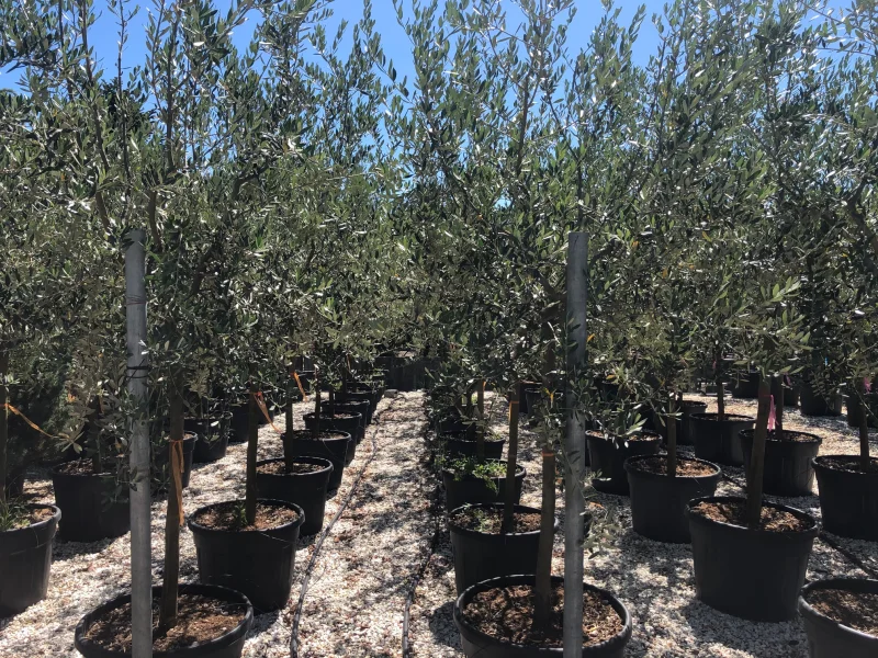 Olea Europea (Olijfboom)-3
