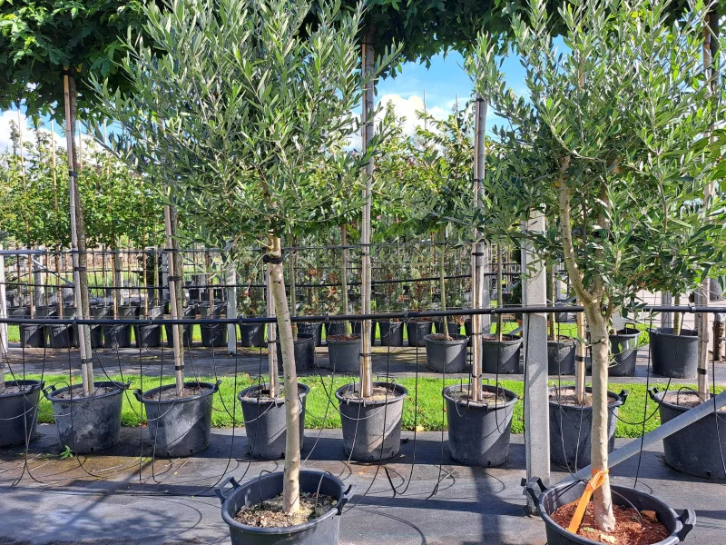 Olea Europea (Olijfboom)-4