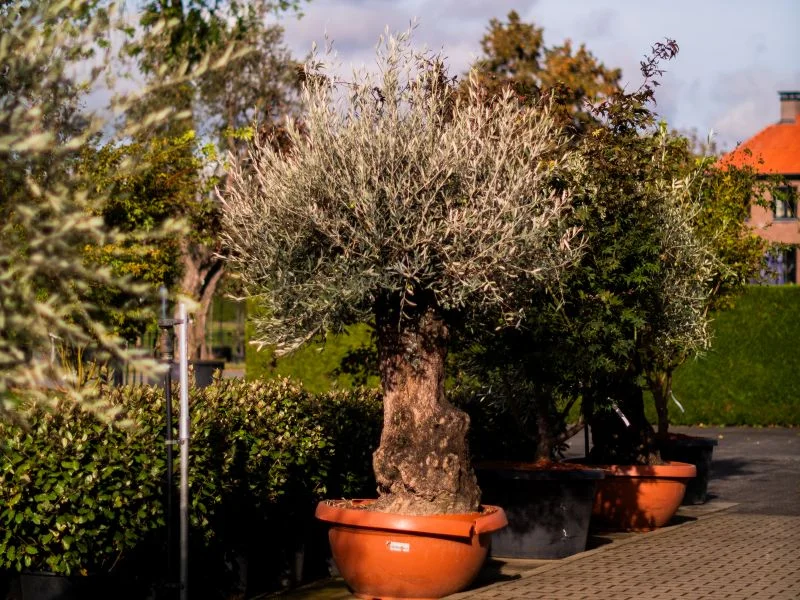 Olea Europea (Olijfboom)-7