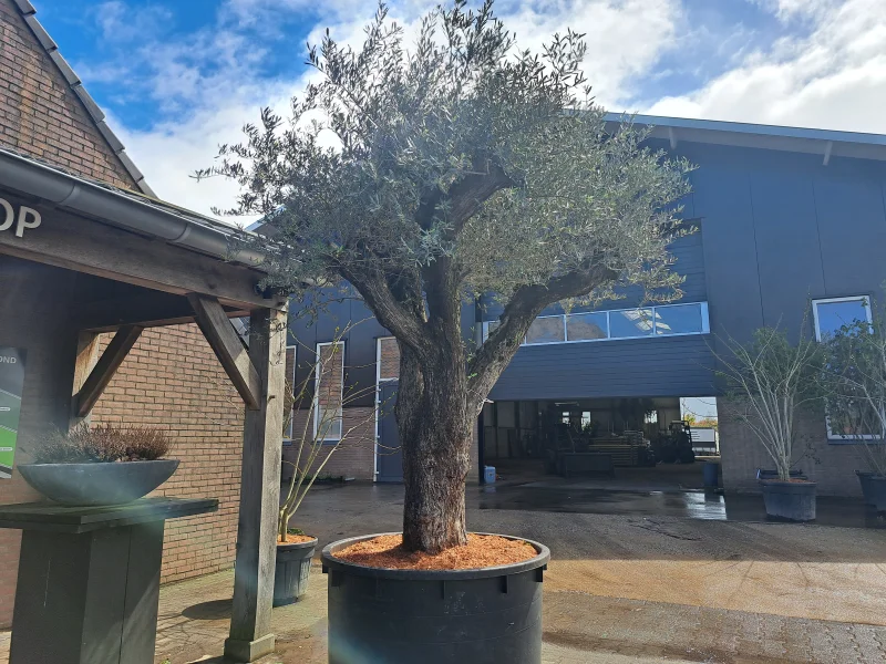 Olea Europea (Olijfboom)-8