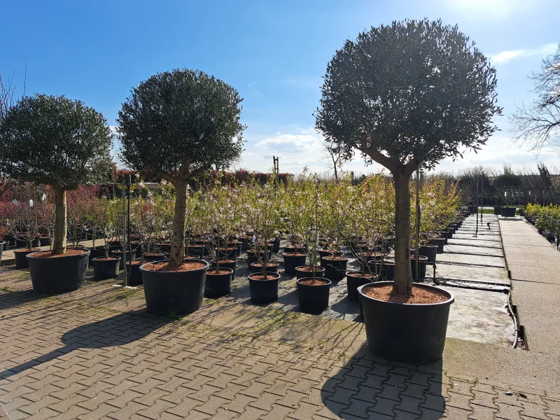 Olea Europea (Olijfboom)-9
