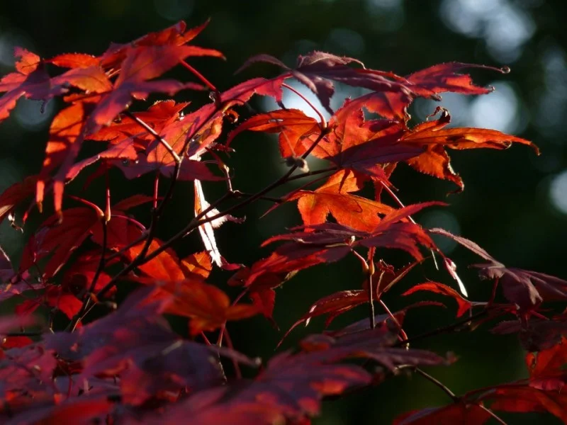 Acer Palmatum Bloodgood (Japanse Esdoorn)-1