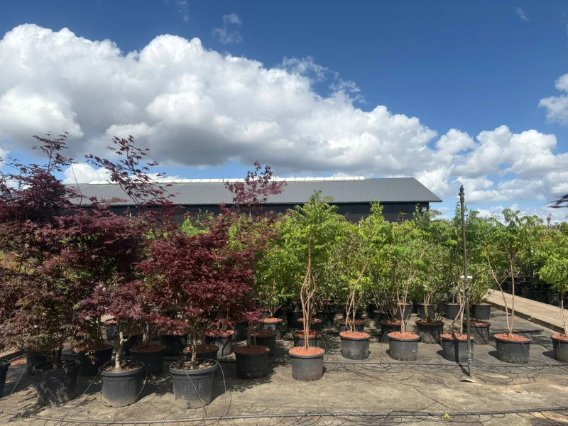 Acer Palmatum Bloodgood (Japanse Esdoorn)