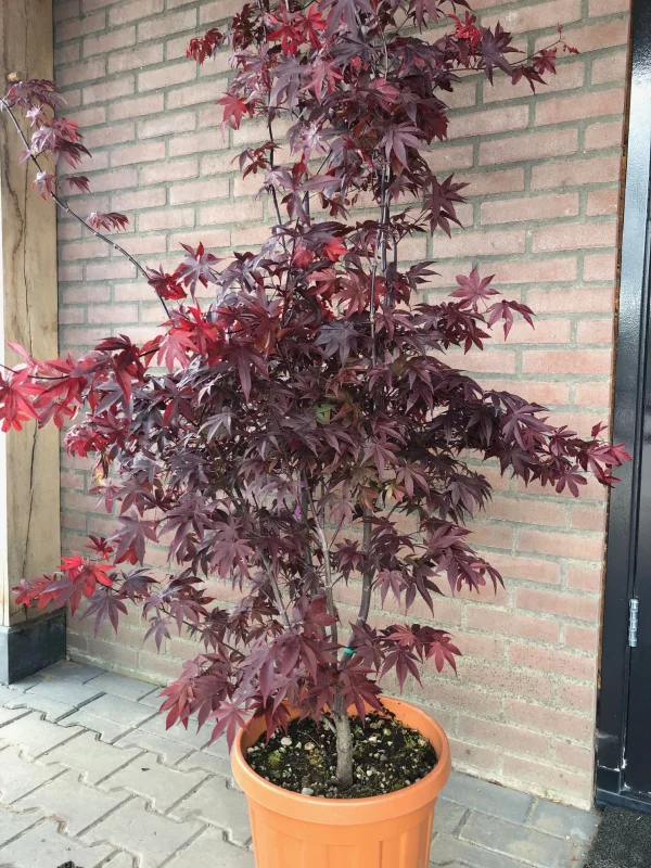 Acer Palmatum Bloodgood (Japanse Esdoorn)-3