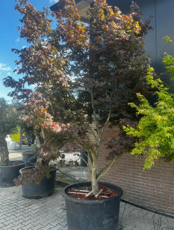 Acer Palmatum Bloodgood (Japanse Esdoorn)-4