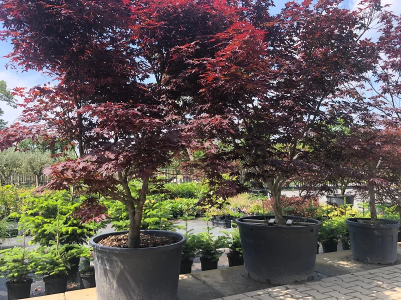 Acer Palmatum Bloodgood (Japanse Esdoorn)-5