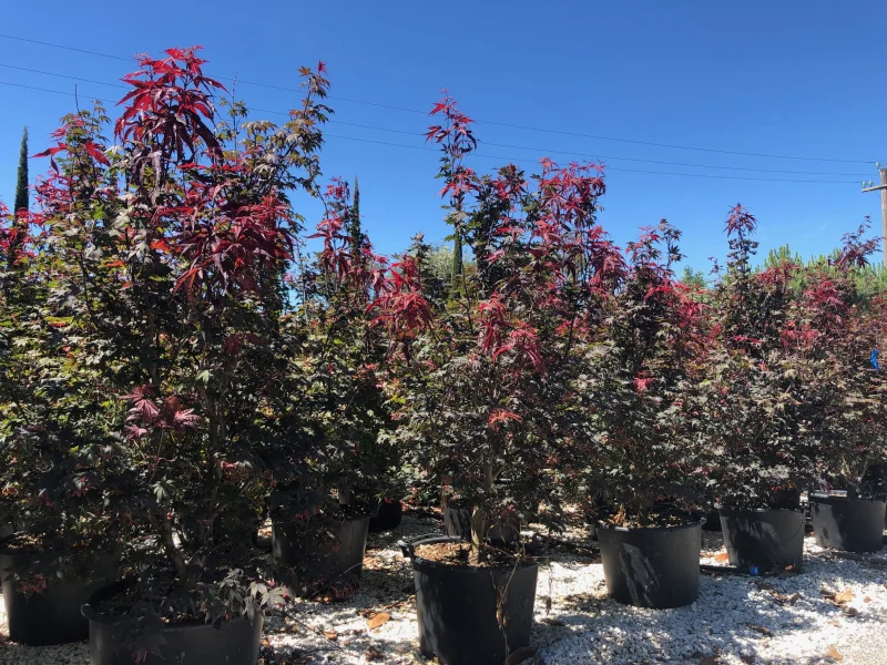 Acer Palmatum Bloodgood (Japanse Esdoorn)-6