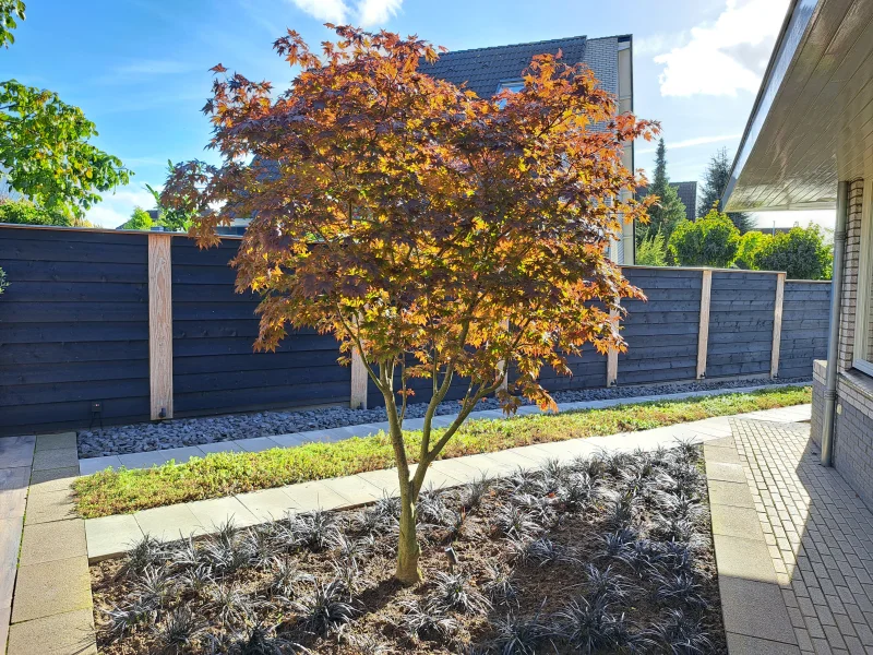 Acer Palmatum Bloodgood (Japanse Esdoorn)-7