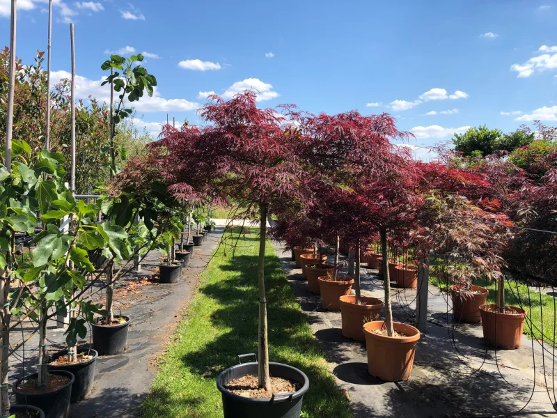Acer Palmatum Garnet (Japanse Esdoorn)-1