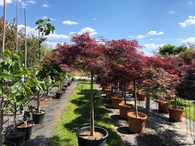 Acer Palmatum Garnet (Japanischer Ahorn)