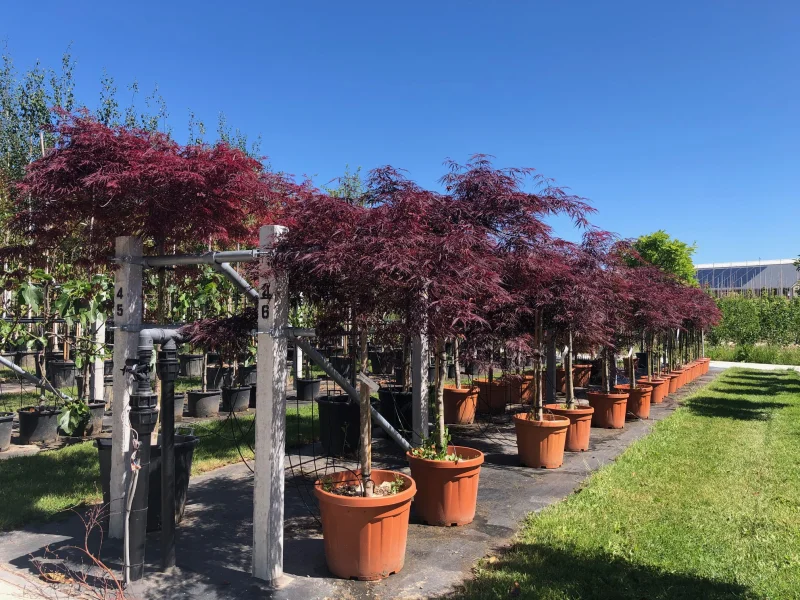 Acer Palmatum Garnet (Japanse Esdoorn)-2