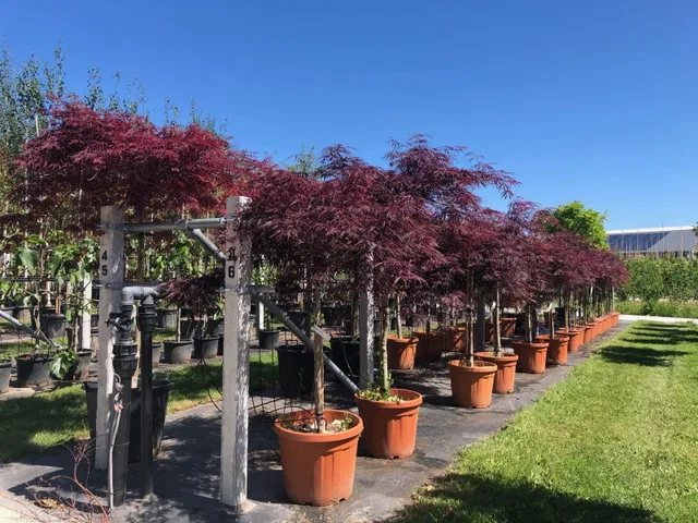 Acer Palmatum Garnet (Japanischer Ahorn)