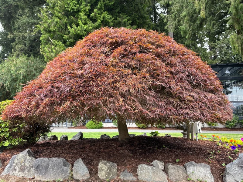 Acer Palmatum Garnet (Japanse Esdoorn)-3