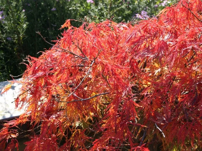 Acer Palmatum Garnet (Japanse Esdoorn)-4